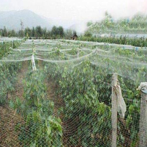 Seamless Borderlines Anti Bird Net With Good Materials And Various Mesh Sizes