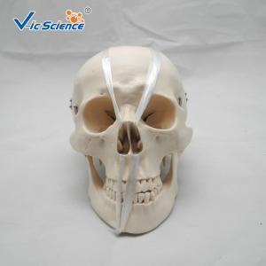 Deluxe Anatomical Skeleton Model Skull Style D Medical Plastic Skull Anatomy VIC