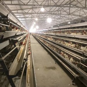 2024 Q235 A-Type Automatic Chicken Coops Layer Battery Cage System For Capacity