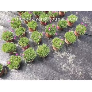 China 90gsm 120gsm Plain Woven Polypropylene Ground Cover Weed Proof Ground Cover on sale