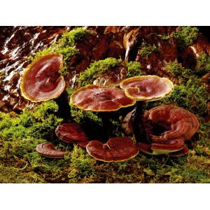 high quality Ganoderma lucidum Extract/ Reishi Extract/Reishi Mushroom Extract