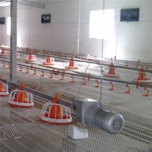 Floor Ground Chicken Water Feeding System Broiler Automatic Feeder