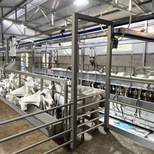 SUS304 Goat Herringbone Milking Parlor Feeding Trough Quick Exit Type Pipeline