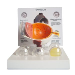 PVC Medical Science Human eye anatomy model For Display Education
