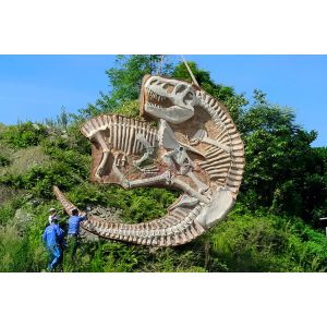 China Realistic Complete Dinosaur Fossil , Simulation Full Dinosaur Skeleton on sale