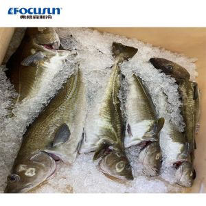 PLC Controlled 10ton Ice Flake Machine 10000KG/24h Flake Ice Maker with Newest