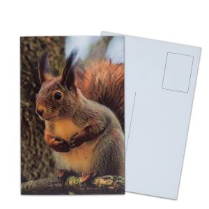 Lenticular Postcard Printing Toucan Wild Animals 3D Postcard for zoo pack