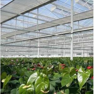 US Float Single Span Greenhouse for Vegetables/Fruits/Flowers and Return refunds