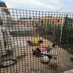 Online Technical Support 20kn/m Biaxial Geogrid Mesh for Kenya Soil Stabilizatio