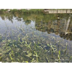 Stainless Mesh Water Hyacinth Water Moss Reed Collection Boat With Storage