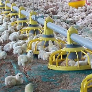 China 14 Grids 72mm Ground Broiler Chicken Shed Construction on sale