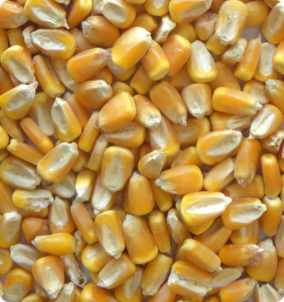 Smart Automatic Corn Color Sorting Machine With Remote Control System