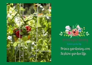 Wholesale Heavy Duty Metal Tomato Cages from china suppliers