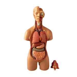 Anatomy Medical Torso Model 55cm Unisex Human Torso Model With 20 Parts For