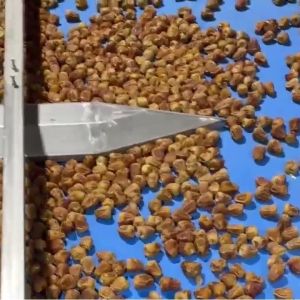 Computer Control High Capacity Dates Sorting Machine 8 Lane High Precision &