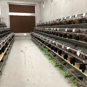 Quality A Type Galvanized Steel Chicken Cage With Automatic Drinking / Manure Removal System for sale