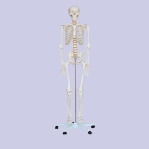 Medical Science 180cm Scattered Anatomical Skeleton Educational Model