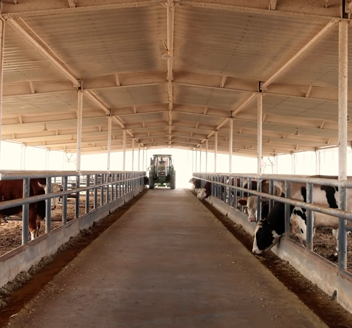 Galvanized Steel Frame Cattle Shed With Automatic Livestock Feeding System And