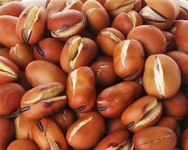 broad bean cutting machine,broad bean opening machine,broad bean cutter