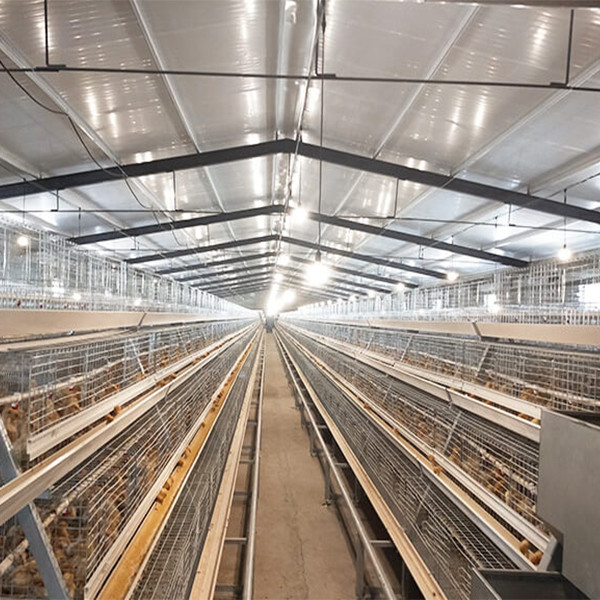 Quality High Quality A Frame Brooding Chicken Cage Pullet Cage With Electro-Galvanized for sale