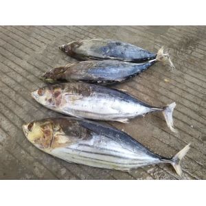 A Grade Whole Round 3.4kg IQF Frozen Skipjack Tuna