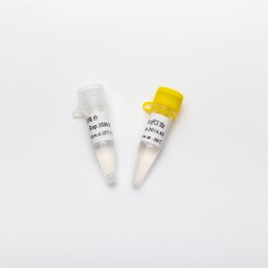 Multiplex Probe qPCR Mix for DNA real time PCR 1ml