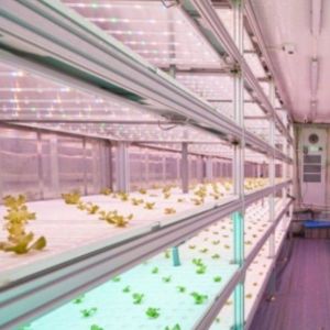 Shipping Container Vertical Farming with Commercial Greenhouse and Multi-Span