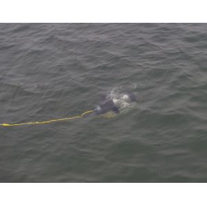 Dolphin ROV,VVL-S170-3T, Small Light Practical Underwater Robot,Underwater