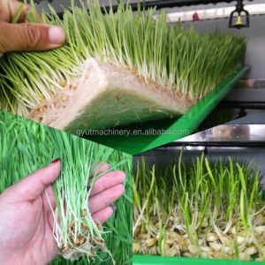 Revolutionize Your Aquaponics Microgreens Harvesting with Mini Harvester in 2024
