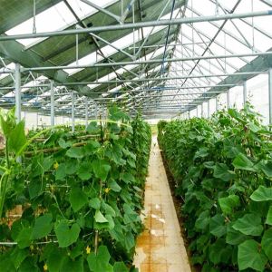 Wholesale Galvanized Anodized Solar PV Greenhouse With Shading System from china suppliers