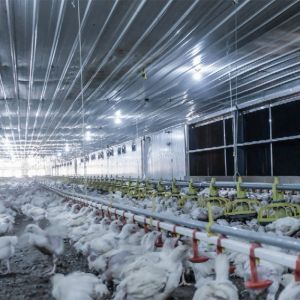 1.1kw Automatic Chicken Feeders And Waterers 450kg/H Delivery