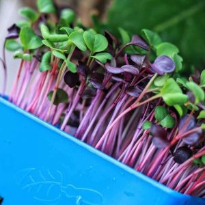 Easy Harvesting with High Safety Level Aquaponics and Microgreens Harvesting
