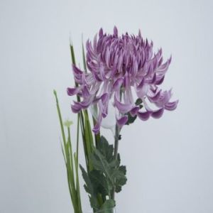 Real Touch PU Chrysanthemum, New Design