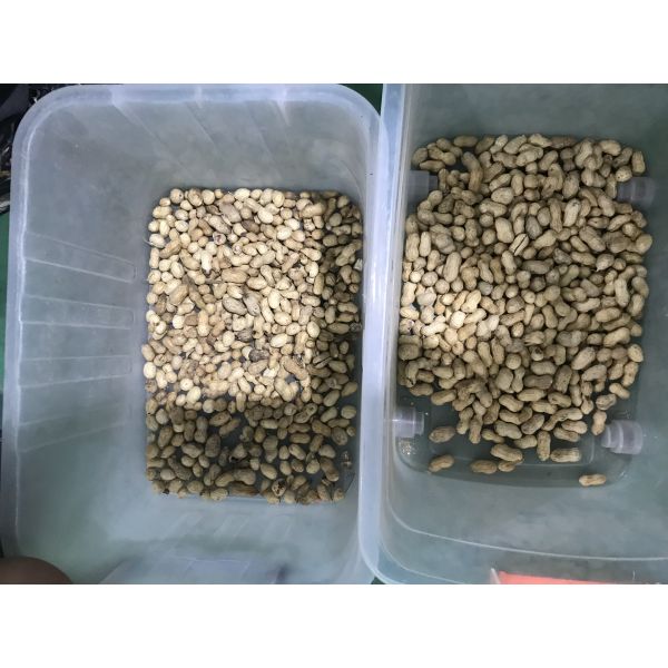 Optical Peanut Nuts Color Sorting Machine High Capacity