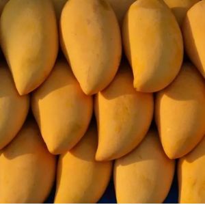 Concentrated Mixed Fruit Jam Processing Line High Capacity / Efficiency