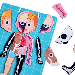 Wholesale Magnetic Jigsaw Puzzle Preschool Learning Toys , Human Body Bones And Muscles Toys Aged Over Three from china suppliers