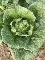 Wholesale Supermarket Flat Head Cabbage Grows In Village Without Pollution from china suppliers