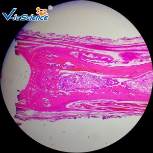 50 Pcs Histology Microscope Slides Histology Microscope Teaching Glass Slides