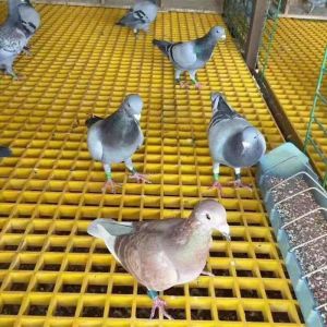 FRP Moulded Grating Customizable