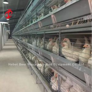 Wholesale New Generation Poultry Battery Cage System With H Type Automatic Design Sandy from china suppliers