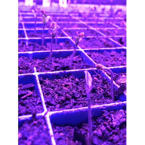 IR SMD LED 740nm 745NM 3535 3W Indoor Led Full Spectrum