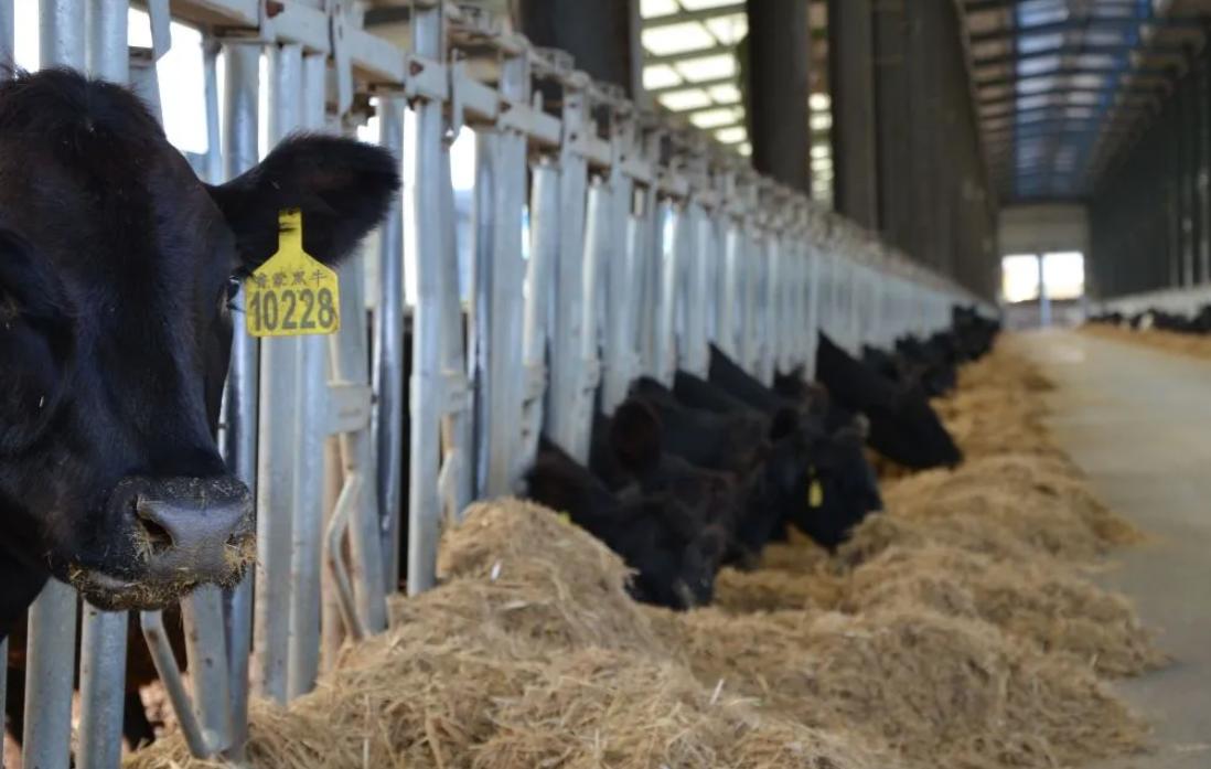 Customizable Earthquake Resistant Corrosion Resistant Quick Assembly Steel Structure Poultry House for Livestock Farming