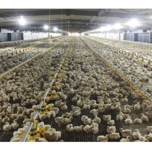 Automatic Complete Broiler Pan Feeding System