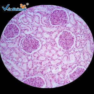 Medicine Educational Pathology Microscope Slides / Human Pathology Glass Slides