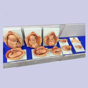 11kgs 33cm Fetal Development Models For Medical Education