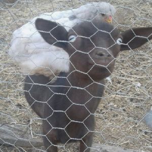 BWG18-22 Hexagonal Wire Mesh Reverse Twist Rabbit Wire Mesh