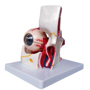Wholesale Hospital Teaching Medical Human Anatomy Eye Model With Orbit from china suppliers