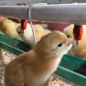 Farming Equipment Automatic Chicken Watering Application Drinker, Plastic