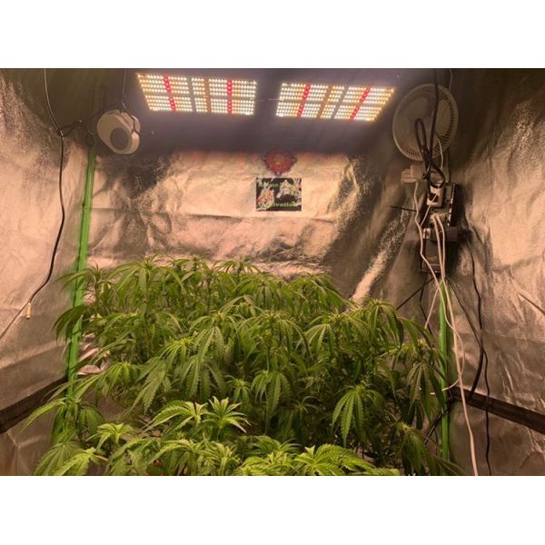 Smart Grow Zelt Komplett Kit 80x80x180cm 1680D White PE Plant Tent Samsung LED Lamp UV IR with WIFI APP Inline Duct Fan