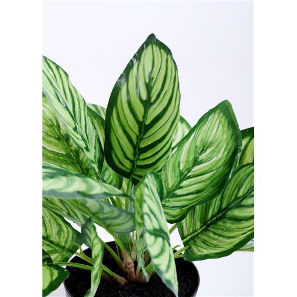 Beautiful Plastice Artificial Indoor Plants Calathea Sanderiana 35CM High